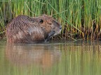 Nutria # 1