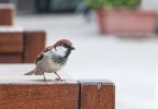 Passero fra i tavoli