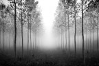 mist