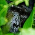Bwindi Impenetrable Forest Nathional Park, Uganda

 Il grande maschio, il mastodontico Silverback in un primo piano tra le foglie.