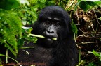 Bwindi Impentrable Forest - Uganda
Una femmina ci osserva mentre si gusta un gambo di sedano selvatico.

DATI: A77; Tamron 70-300; f5; 1/320 sec; ISO800
