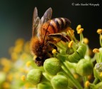 Dati: Sony A77; Sigma 105mm Hsm Macro; f6.3; 1/60sec Iso 500
