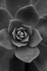 &quot;Succulenta&quot;