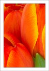 Tulipani