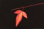 Colori d'autunno
