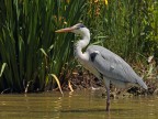 Camargue # 17