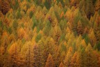 Autumnal colours