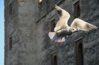 al volo....
