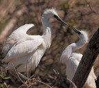 Camargue # 18