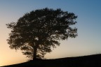 semplice silhouette
