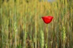 Rosso Sospeso
