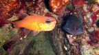 Biodiversit