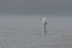 Oasi del WWF di orbetello.