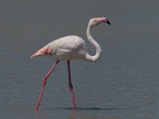 Camargue # 19