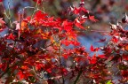 Autunno_2013 : Il trionfo dei rossi