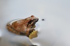 Milky frog