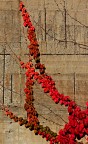 Ricami d' autunno