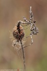 Empusa pennata (Thunberg, 1815) (Mantodea - Empusidae)

www.rossidaniele.com

Canon EOS 7D + Sigma 180mm f/3.5 EX DG HSM Macro
f11 - 2s - ISO 100
05.10.2013 ore 7.49
Suggerimenti e critiche sempre ben accetti
[url=http://www.rossidaniele.com/HR/_MG_7486copia-mdc-1500.jpg]Versione HR[/url]