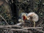 Camargue # 21