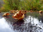 foglia d'autunno
