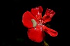 Nikon D700 , 60mm micro , SB 800.