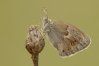 Coenonynpha pamphilus
