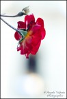 Nikon D90  -  Nikkor 85mm. f/1.8D
85mm.  -  ISO 200
1/125sec.  -  F/2.8

Suggerimenti e critiche sempre ben accetti.