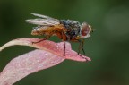 Ectophasia sp...
