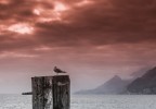 Bird in red