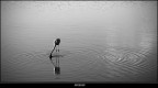Cerchi nell'acqua