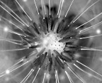 Come spermatozoi all'attacco!