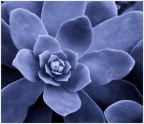 Echeveria