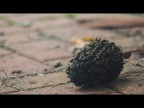 Sony a33 + Tamron 70-210 1:4-5.6