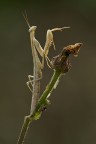 Mantide