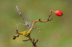 Empusa pennata