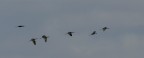 ibis mignattai in volo