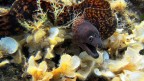 Muraena helena 02
