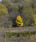 Yellow tree.