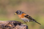 Peppola (Fringilla montifringillda)