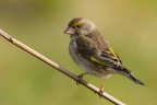 Verdone (Chloris chloris)