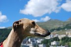 StMoritz Galgo