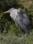 Camargue # 24