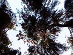 Fronde