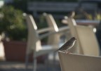 Passero 3