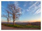 Due alberi