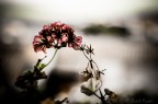 Primavera