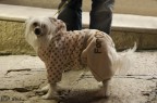 Cappotti per cani