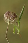 Mantide religiosa