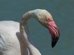 Camargue # 26