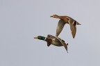 Germani in volo. canon 7D con 300 2.8 IS + 2XIII mano libera.
Graditi i vostri commenti